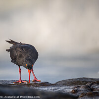 Buy canvas prints of Oystercatcher feeding by Pete Evans