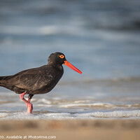 Buy canvas prints of A bird standing on a beach by Pete Evans