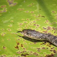 Buy canvas prints of Keelback snake in a Lilypond by Pete Evans