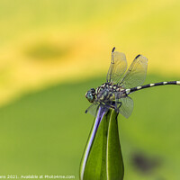 Buy canvas prints of Dragonfly on a Lily by Pete Evans