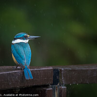 Buy canvas prints of Kingfisher in the Rain by Pete Evans