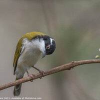 Buy canvas prints of white throated honeyeater by Pete Evans