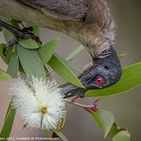 Buy canvas prints of Beautiful Ugly Bird by Pete Evans