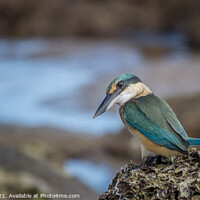 Buy canvas prints of The Sacred Kingfisher by Pete Evans