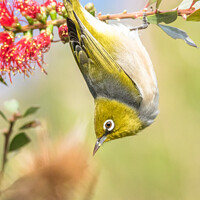 Buy canvas prints of A small bird on a branch by Pete Evans