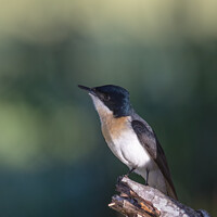 Buy canvas prints of The Restless Flycatcher by Pete Evans