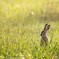 Buy canvas prints of Hare Today by Pete Evans