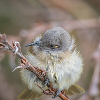 Buy canvas prints of Cute Young Bird by Pete Evans