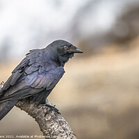 Buy canvas prints of The Crow by Pete Evans