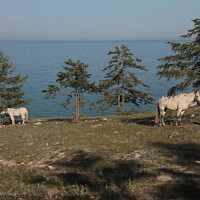 Buy canvas prints of Baikal and horses landscape by Yulia Vinnitsky