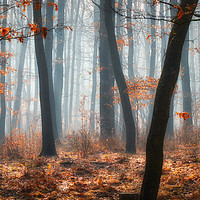 Buy canvas prints of Foggy day in a oak forest by Arpad Radoczy