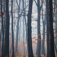 Buy canvas prints of Foggy day in a oak forest by Arpad Radoczy