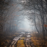 Buy canvas prints of Road in a oak forest by Arpad Radoczy