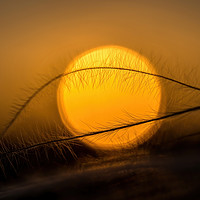 Buy canvas prints of Stipa plant and sun by Arpad Radoczy