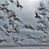 Buy canvas prints of Abstract picture from a gruop seabirds by Arpad Radoczy
