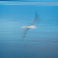 Buy canvas prints of Abstract seagull by Arpad Radoczy