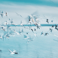 Buy canvas prints of Abstract picture from a gruop seabirds on the air by Arpad Radoczy