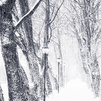 Buy canvas prints of Tree alley in a snowy day by Arpad Radoczy