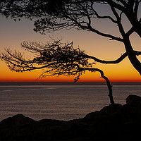 Buy canvas prints of Beautiful sunrise light with pine tree silhouette by Arpad Radoczy