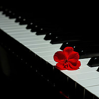 Buy canvas prints of Piano with a red geranium flower by Arpad Radoczy