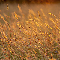 Buy canvas prints of Grass landscape in the wonderful sunset light by Arpad Radoczy