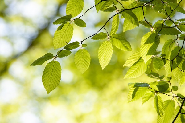 Close up of hornbeam leaves at spring Framed Mounted Print by Arpad Radoczy