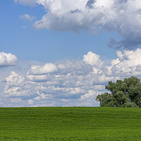 Buy canvas prints of Green field with white clouds by Arpad Radoczy