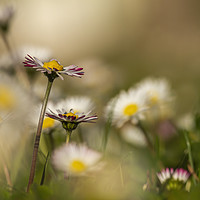 Buy canvas prints of Sunset light on the field with daisy flower, Macro by Arpad Radoczy