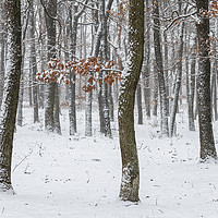 Buy canvas prints of Snowy winter forest by Arpad Radoczy