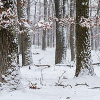 Buy canvas prints of Snowy winter forest by Arpad Radoczy