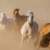 Buy canvas prints of Nice herd gallops in the dust by Arpad Radoczy