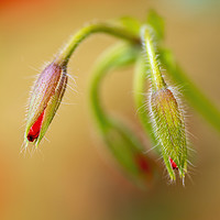 Buy canvas prints of Geranium bud by Arpad Radoczy