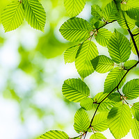 Buy canvas prints of Close up of hornbeam leaves at spring by Arpad Radoczy