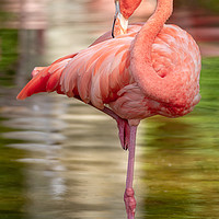 Buy canvas prints of Nice elegant flamingo standing in the water by Arpad Radoczy