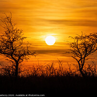 Buy canvas prints of Beautiful sunset landscape with bushes by Arpad Radoczy