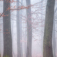 Buy canvas prints of Foggy day in a oak forest in autumn time in Hungary by Arpad Radoczy