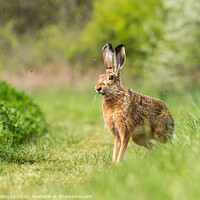 Buy canvas prints of Wild European Hare ( Lepus Europaeus ) by Arpad Radoczy
