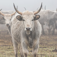 Buy canvas prints of Hungarian Grey cattle front view in the camera by Arpad Radoczy