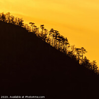 Buy canvas prints of Curved mountain silhouette with tree in a sunset l by Arpad Radoczy