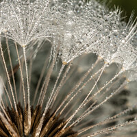 Buy canvas prints of Close-up of dandelion (goatsbeard) with water drops by Arpad Radoczy
