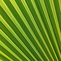 Buy canvas prints of Beautiful detail from a big palm leaf by Arpad Radoczy