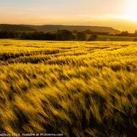 Buy canvas prints of Cereal field in a sunny,windy day by Arpad Radoczy