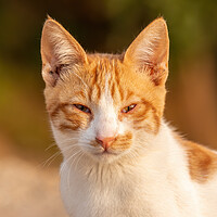 Buy canvas prints of Young red cat looking at the camera by Arpad Radoczy