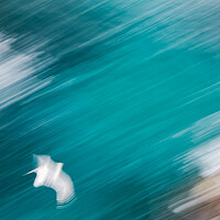 Buy canvas prints of Abstract picture from a seagull bird flying over the water by Arpad Radoczy