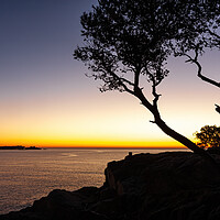 Buy canvas prints of Sunrise scene with pine tree silhouette from Spani by Arpad Radoczy