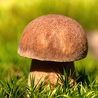 Buy canvas prints of Close up from a edible porcini mushroom by Arpad Radoczy