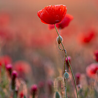 Buy canvas prints of Close up photo from poppy flowers in sunset backlit by Arpad Radoczy