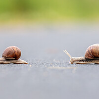 Buy canvas prints of Two Burgundy snails (Helix pomatia) closeup by Arpad Radoczy