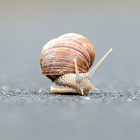 Buy canvas prints of Burgundy snails (Helix pomatia) closeup by Arpad Radoczy