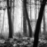 Buy canvas prints of Foggy day in a oak forest in autumn time in Hungary by Arpad Radoczy